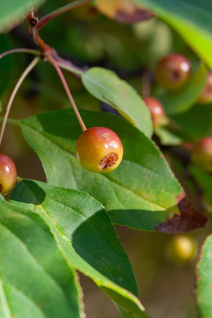 火箭展现出 火箭展现出